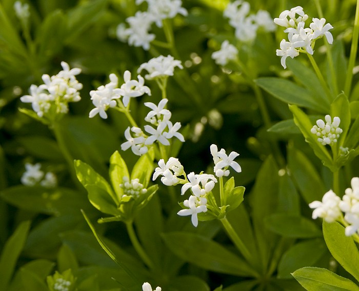 Waldmeister (Galium odoratum)