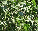 Zitterpappel (Populus tremula) [3552 views]