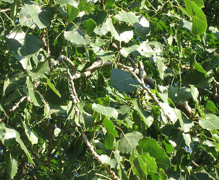 Zitterpappel (Populus tremula)