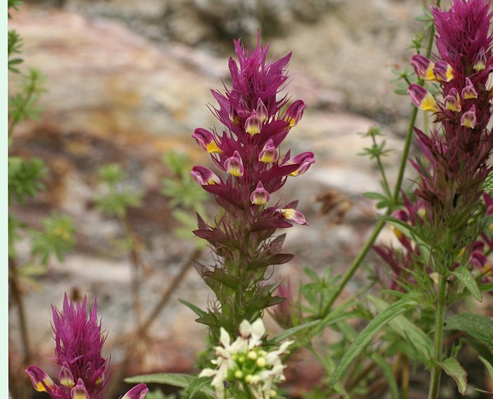 Wachtelweizen (Melampyrum arvense), Acker-