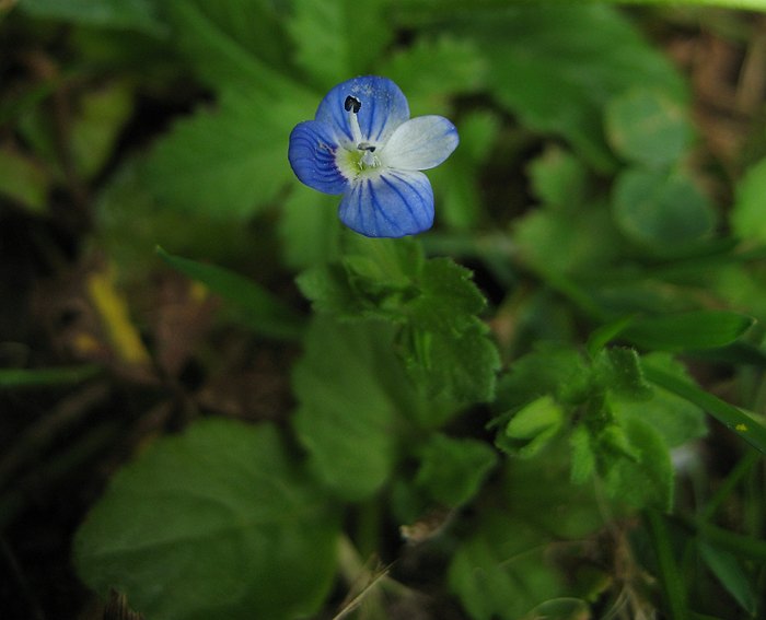 Ehrenpreis (Veronica persica), Persischer-