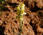 Leinkraut (Linaria vulgaris), Gemeines [3291 views]