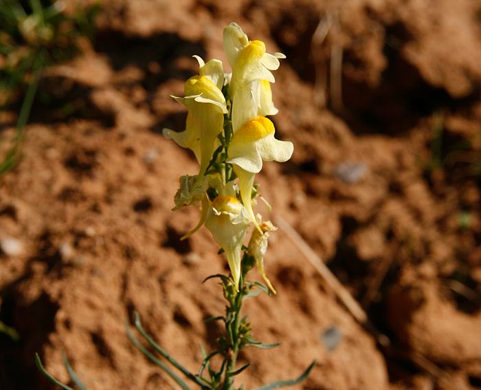 Leinkraut (Linaria vulgaris), Gemeines