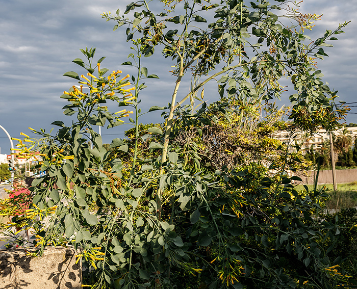 Blaugrner Tabak (Nicotiana glauca)