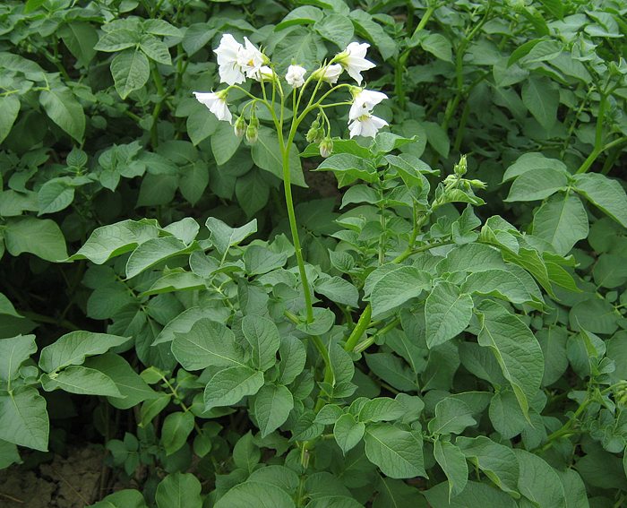 Kartoffel (Solanum tuberosum)