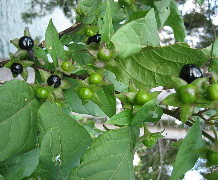 Tollkirsche (Atropa belladonna)