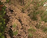 Tamariske (Tamarix parviflora) Frühlings- [2981 views]