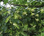 Winterlinde (Tilia cordata) [3303 views]