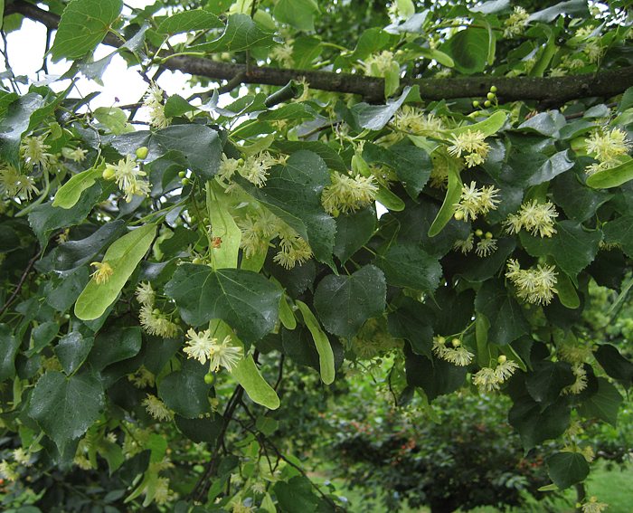 Winterlinde (Tilia cordata)