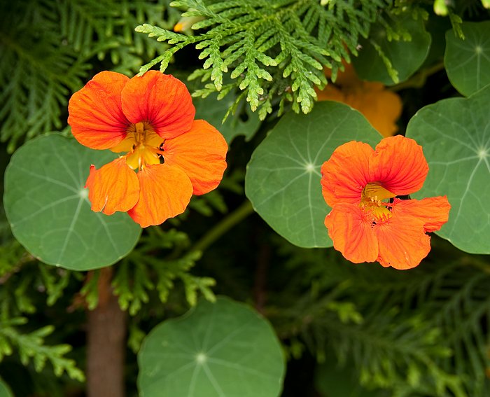 Groe Kapuzinerkresse (Tropaeolum majus)