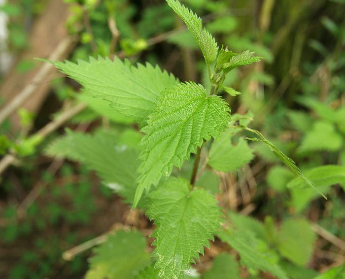 Brennnessel (Urtica dioica)