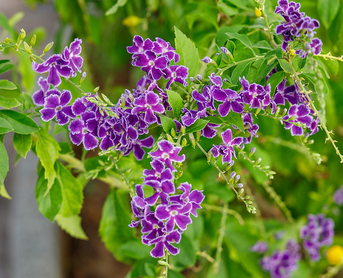 Himmelsblte (Duranta erecta)