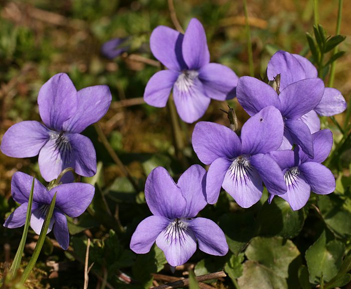 Raues Veilchen (Viola hirta)