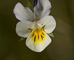 Acker-Stiefmtterchen (Viola arvensis) [3475 views]