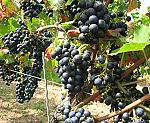 Weinrebe (Vitis vinifera) [3088 views]