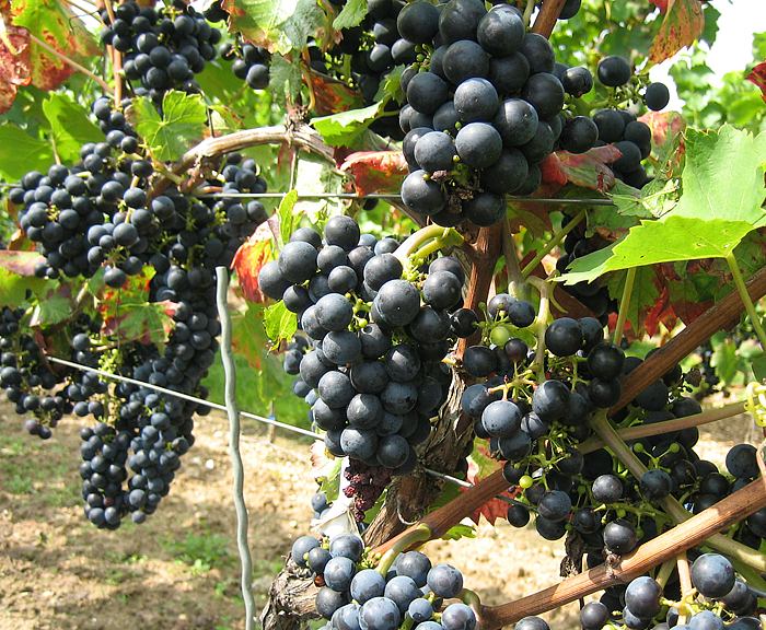 Weinrebe (Vitis vinifera)